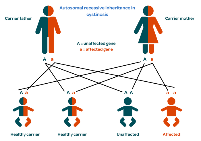 Cystinosis - inheritance diagram