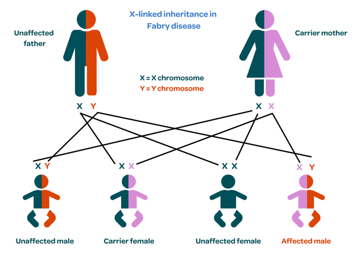Fabry disease - inheritance diagram