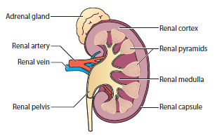 Kidney inside