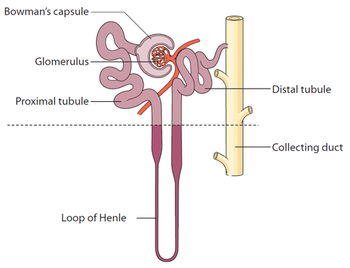 What kidneys do | infoKID