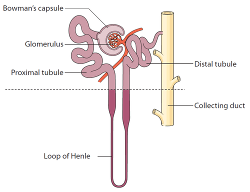 Nephron with glomerulus and tubule