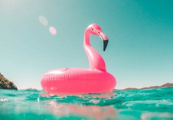 Pink flamingo in a pool