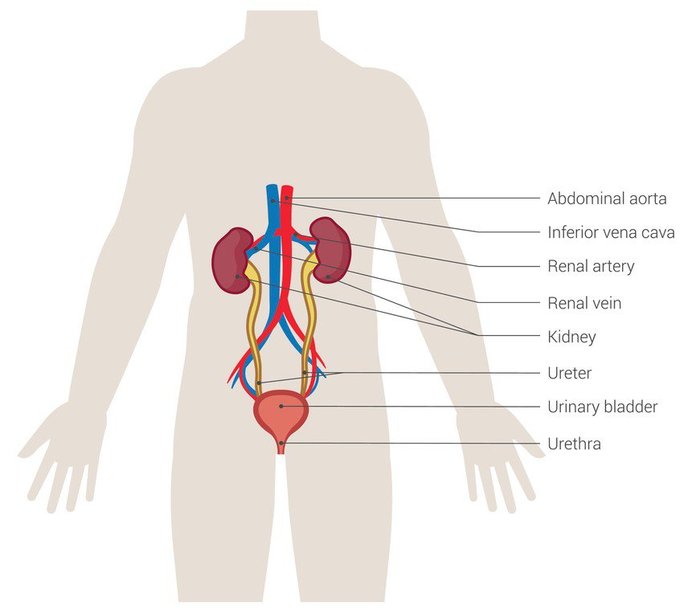 Urinary tract diagram